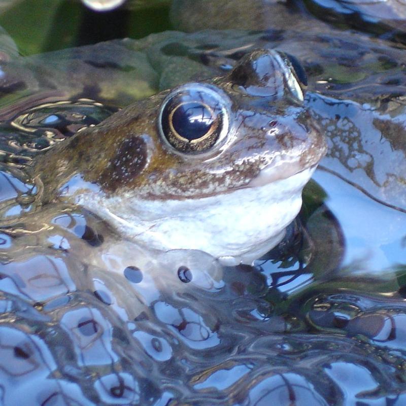 How to help Frog&nbsp;Spawn