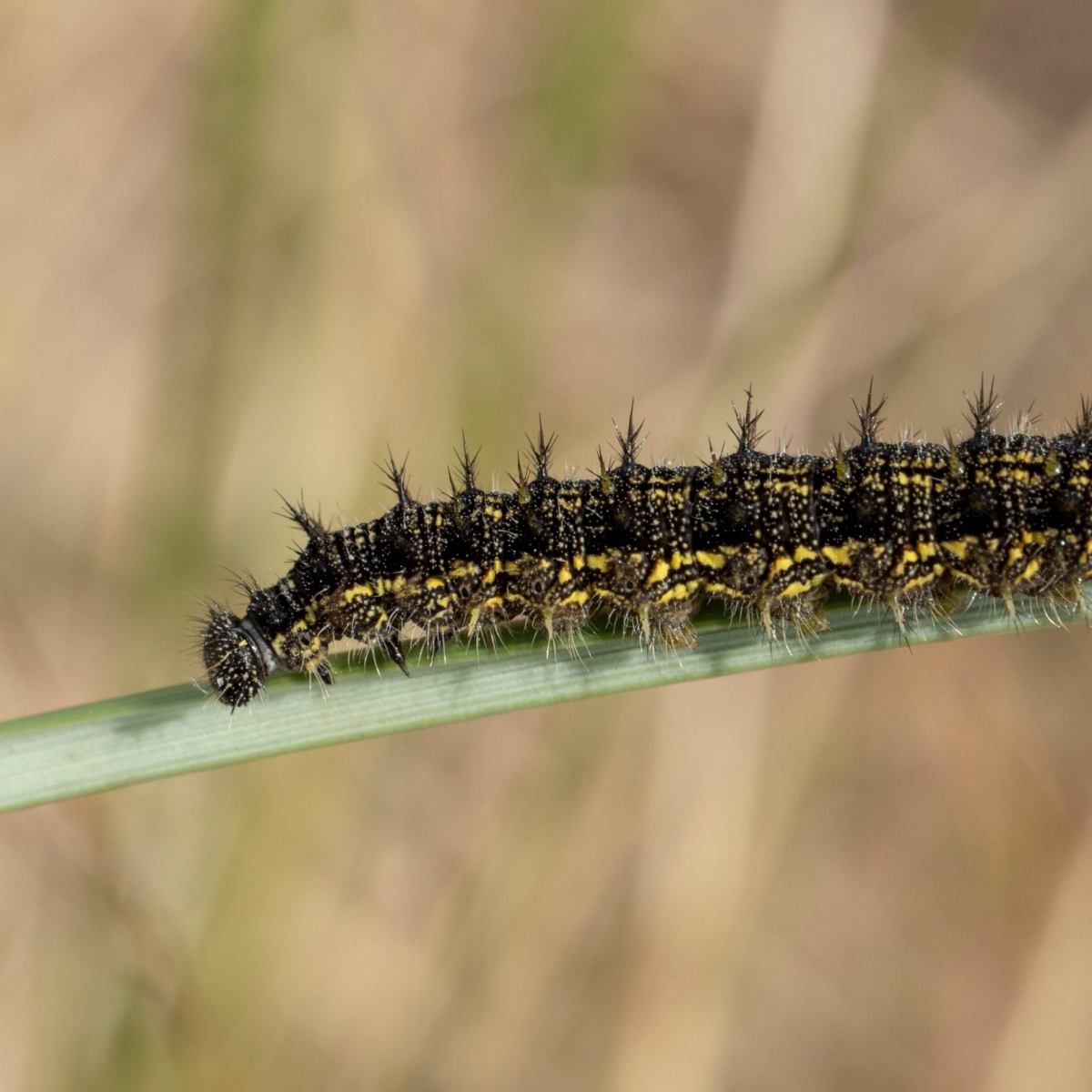 Plants for Caterpillars