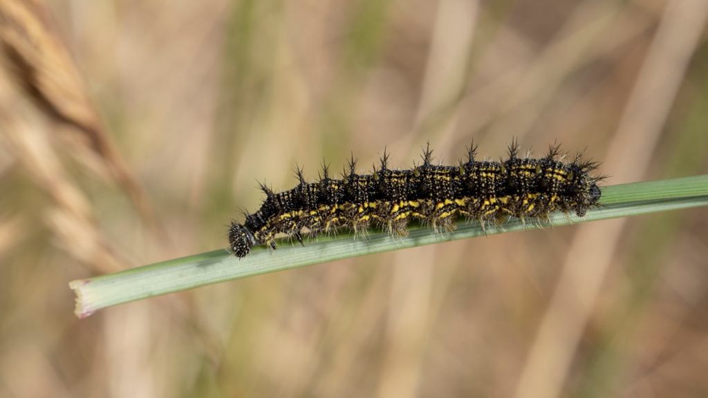 Plants for Caterpillars