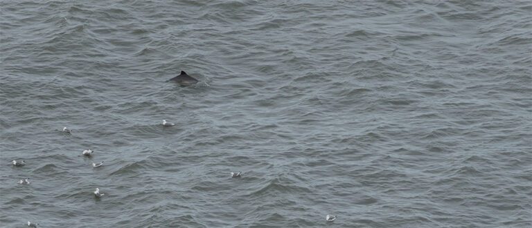 Cetacean-Station-is-launched-wildspace