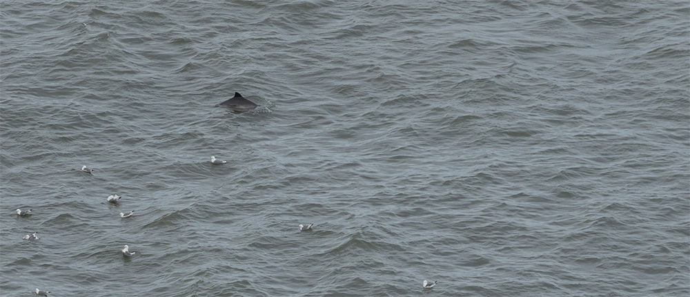 Cetacean-Station-is-launched-wildspace