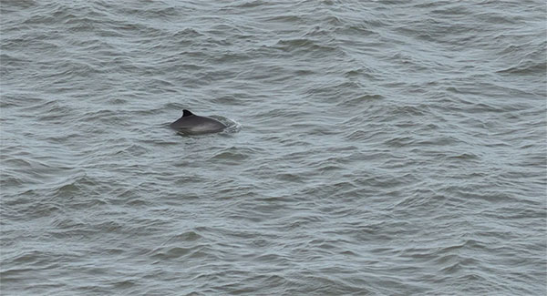 cetacean-station-blog-post-wildspace