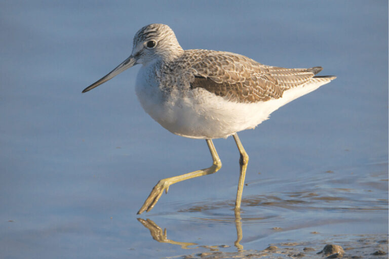 Eight-birds-wading-onto-Australia’s-Endangered-List-wildspace-project