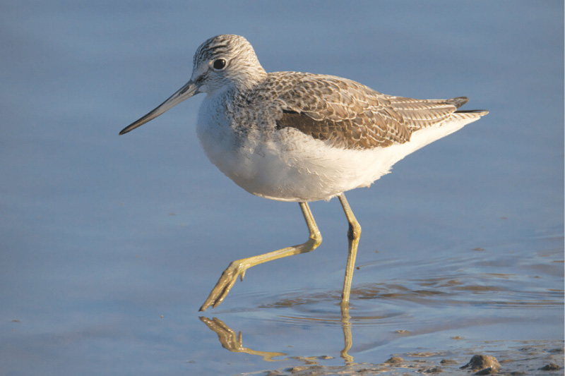 Eight-birds-wading-onto-Australia’s-Endangered-List-wildspace-project