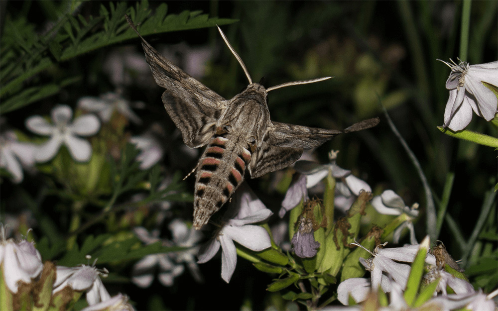 Evening-Plants-for-Moths-photography-wildspace