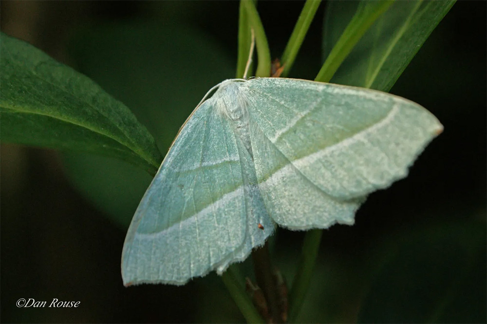 Evening-Plants-for-Moths-wildspace