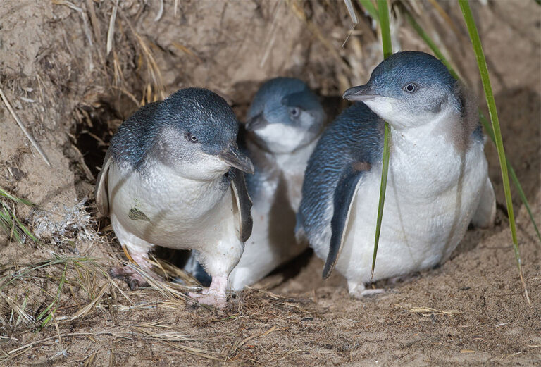 a-little-hope-for-little-penguins-wildspace-project