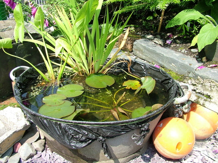 diy-micro-pond-wildspace-project