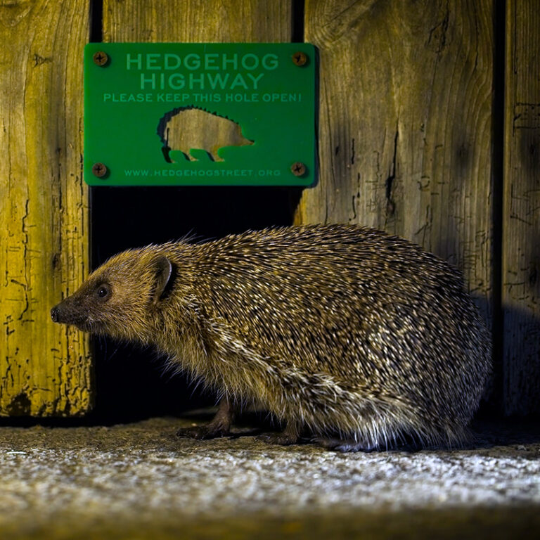 Hedgehogs in the Garden