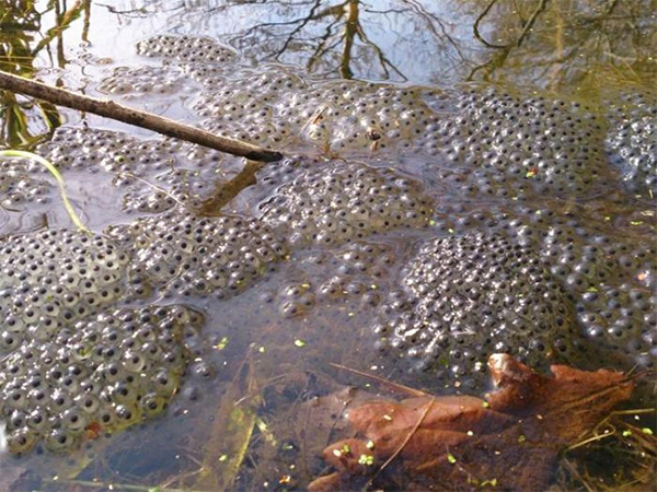how-to-help-frog-spawn-pond-wildspace-project