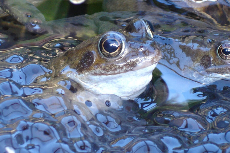 how-to-help-frog-spawn-wildspace-project