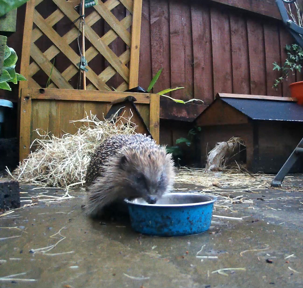 my-little-wild-space-hedgehog-wildspace-project