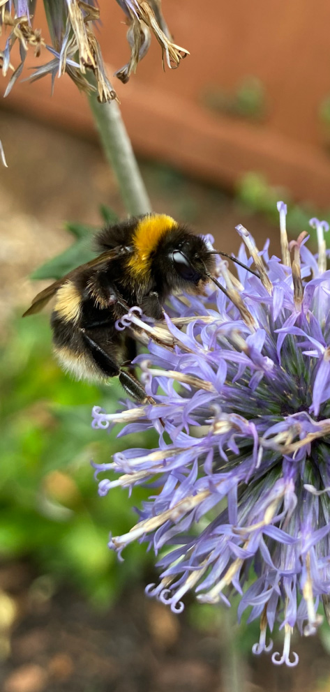 my-little-wild-space-rachel-bee-wildspace-project