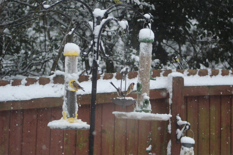 my-little-wild-space-rachel-wildspace-project