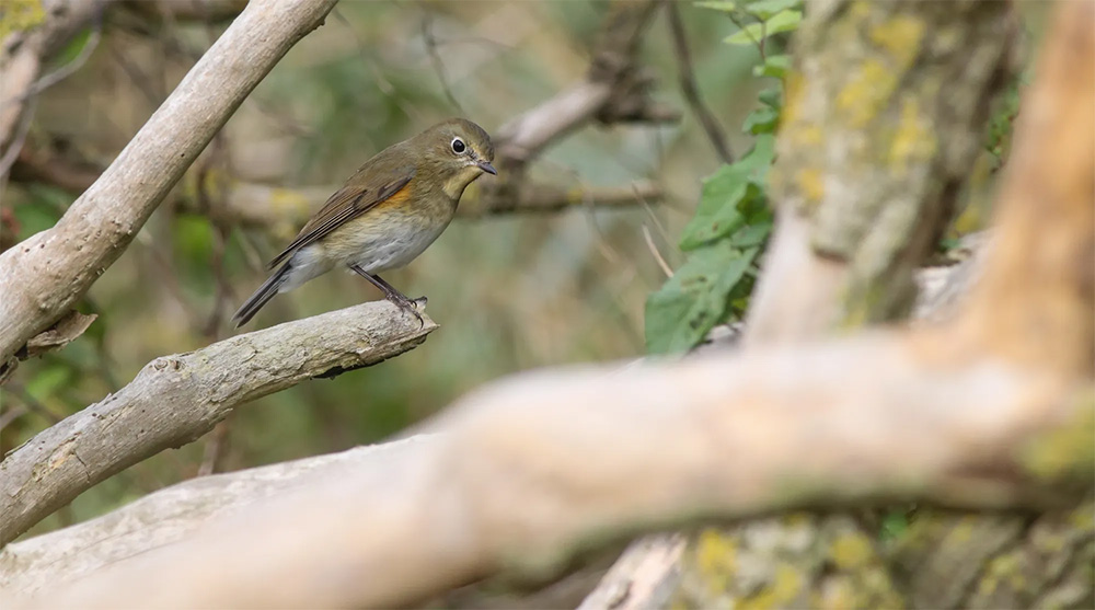 spurn-in-autumn-wildspace-project