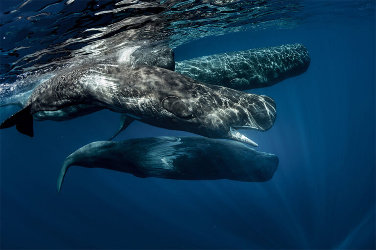 worlds-first-sperm-whale-reserve-wildspace-project