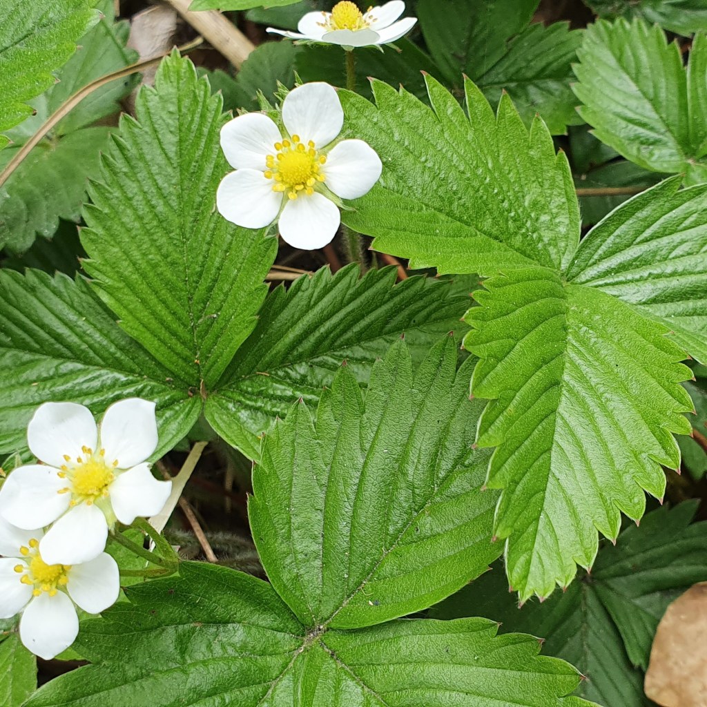 Strawberry & Thyme&nbsp;Cake
