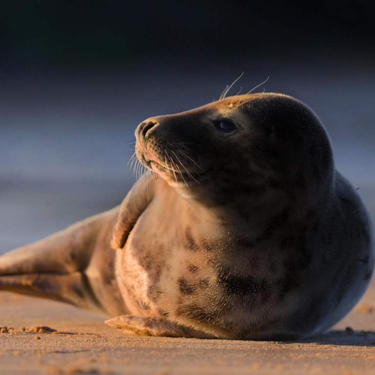 seal-north-east-events-wildspace-project