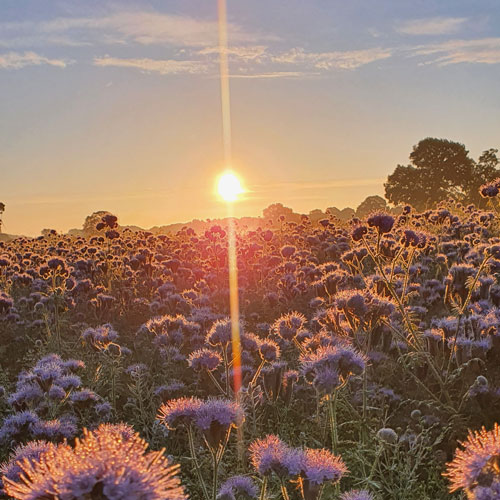 wild-ecology-nature-sights-wildspace-project