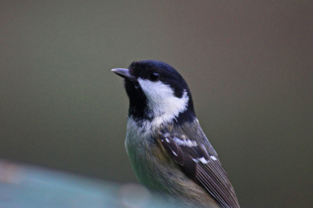 Coal tit perched on feeder