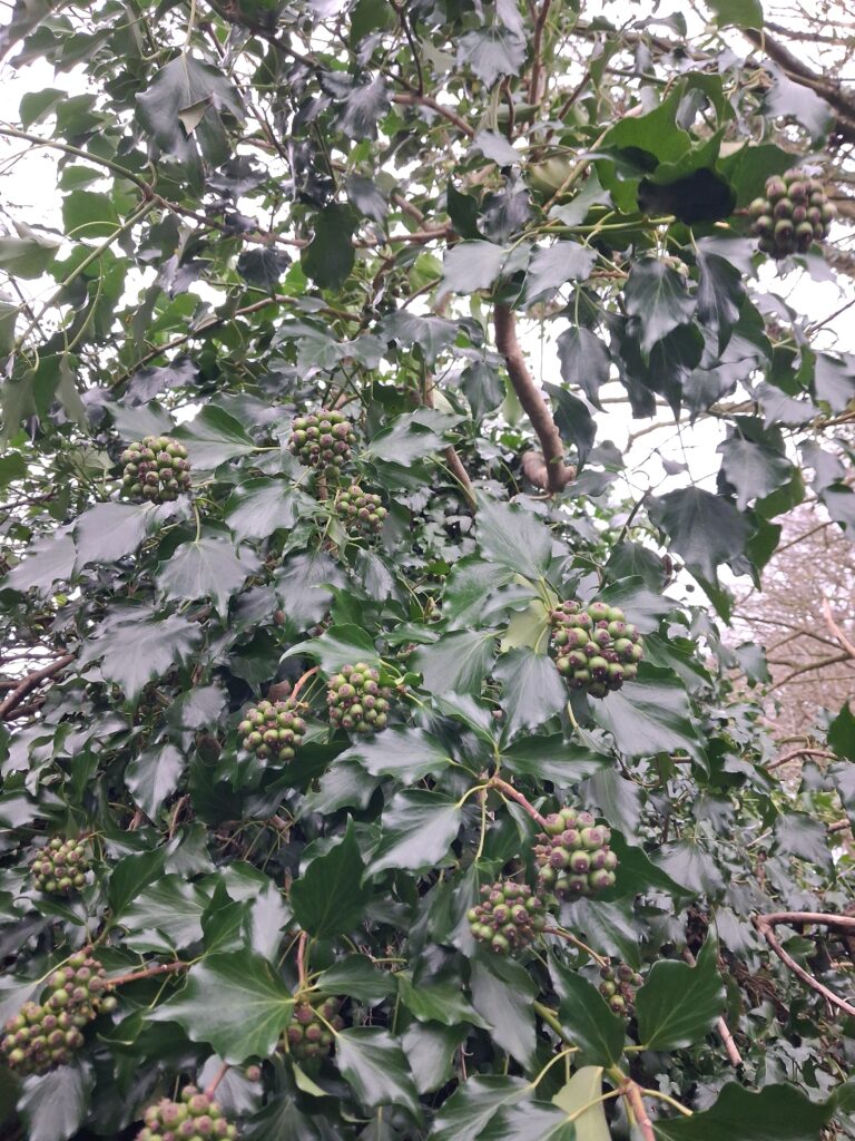Ivy with fruit left to help wildlife in the winter