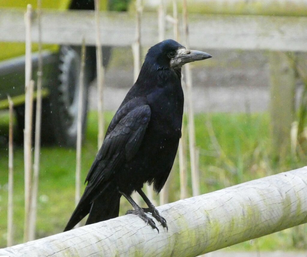 Rook perched on a wooden fence with a green background. 