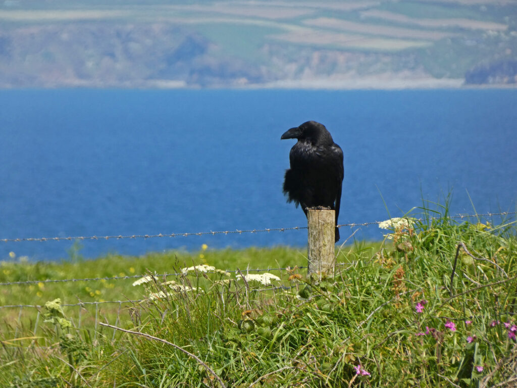 Raven on a perch in a green field with sea behind on the Welsh coastline