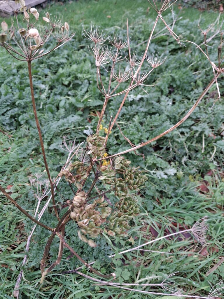 Wildflower and seed heads left to help winter wildlife