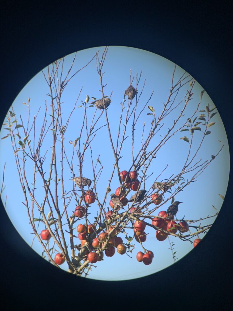Starlings feeding on apples at the top of an apple tree. Leaving fruit helps wildlife