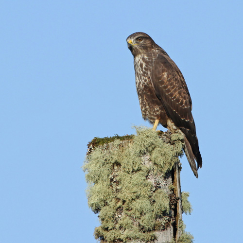 bird-wildspace-project