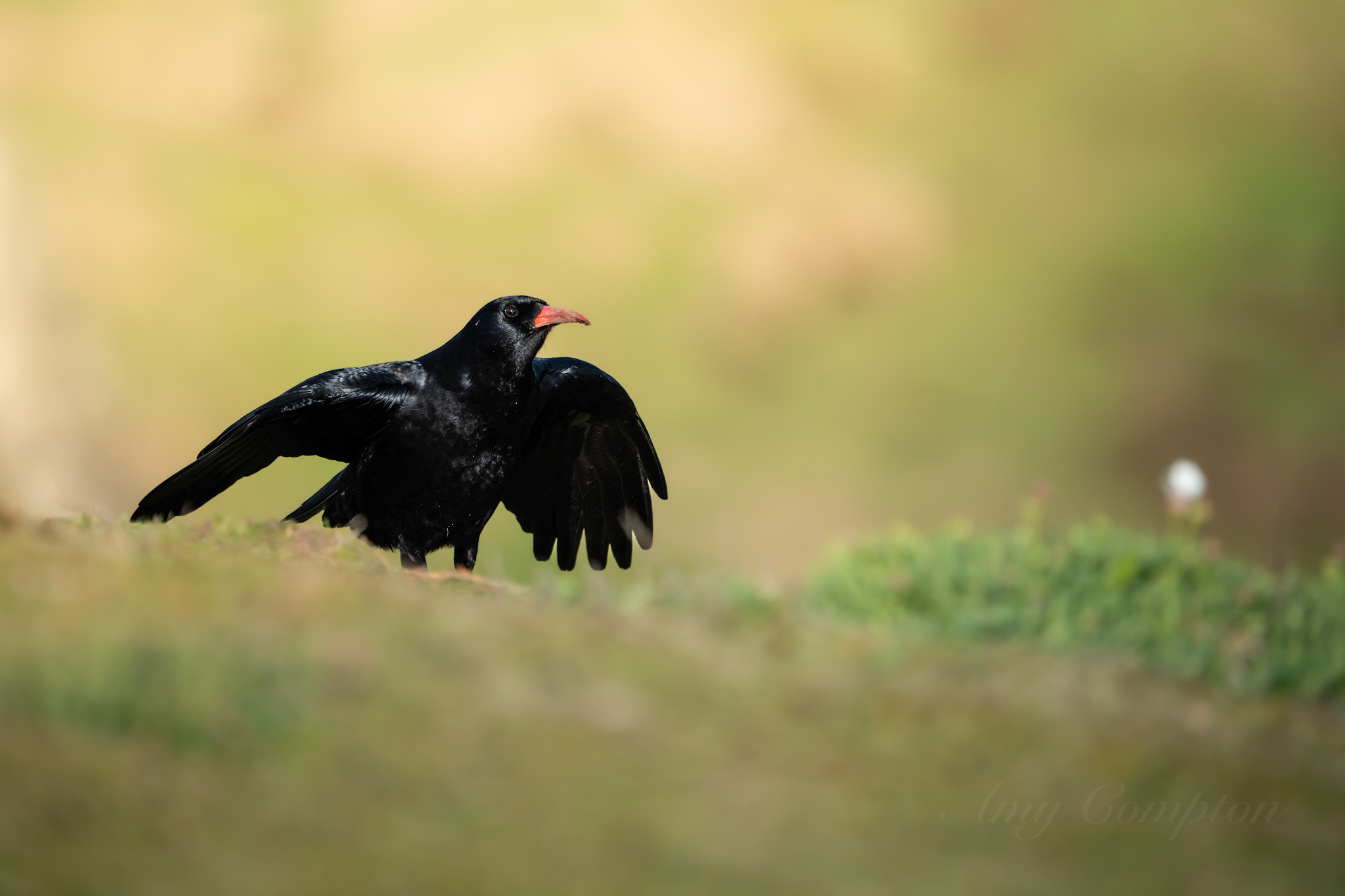 A chough stood on green grass on Skomer Island with wings spread