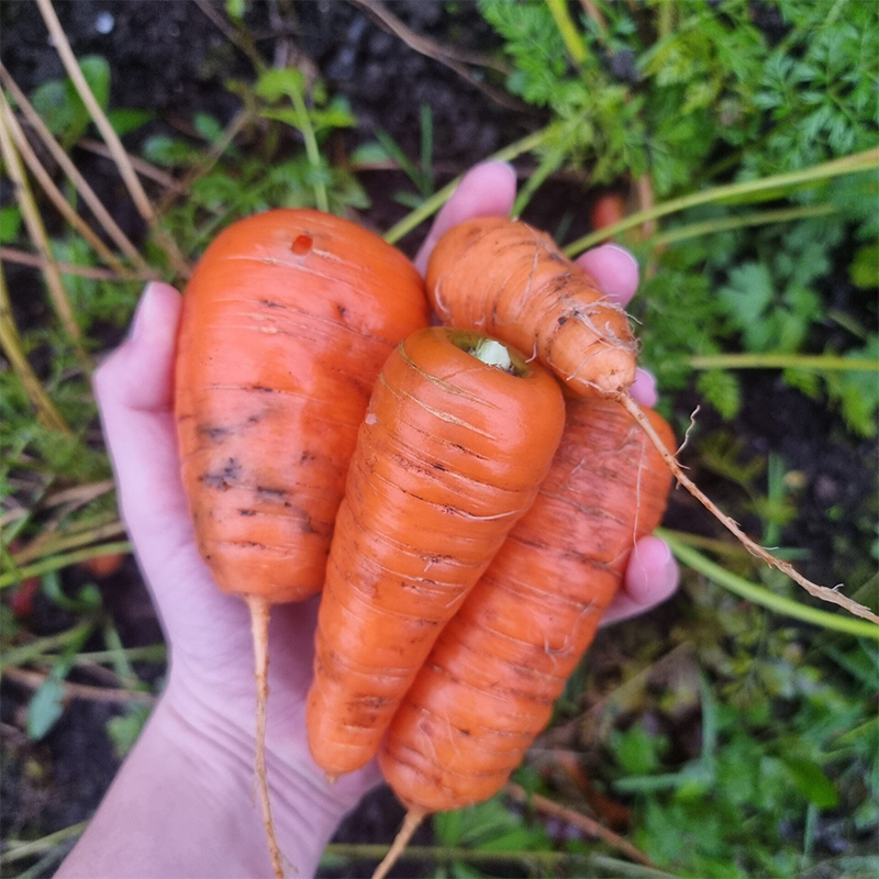 homegrown-carrots-wildspace-project