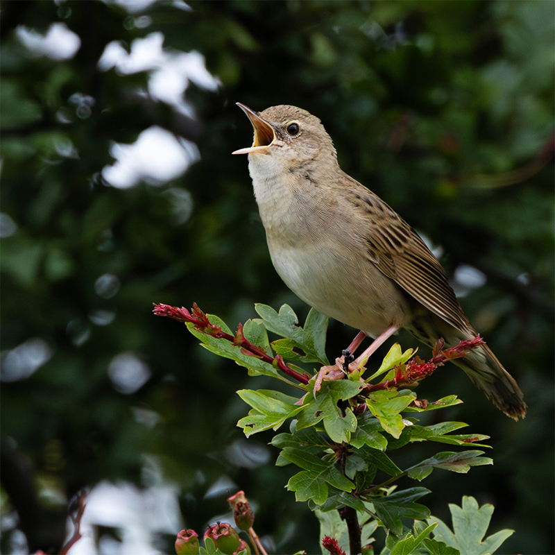 migration-seasonal-trips-wildspace-project