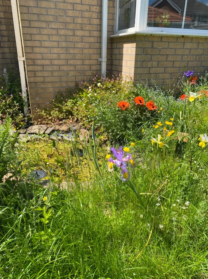 my-little-wild-space-rachel-wildspace-project