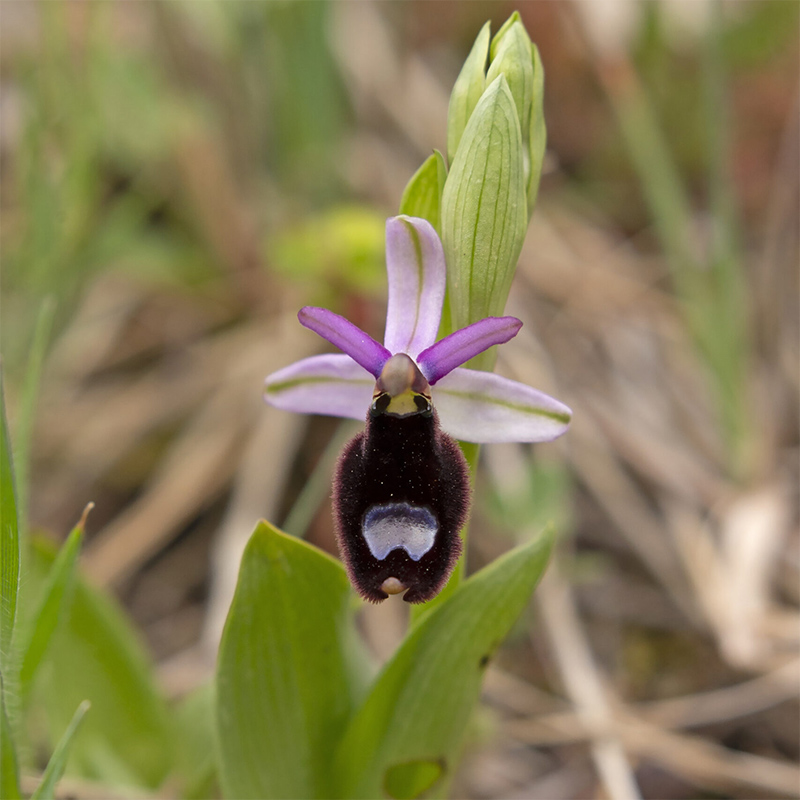 species-experiences-wildspace-project