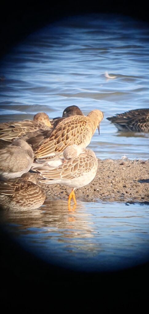 Ruff sitting on a scrape, looking through a scope
