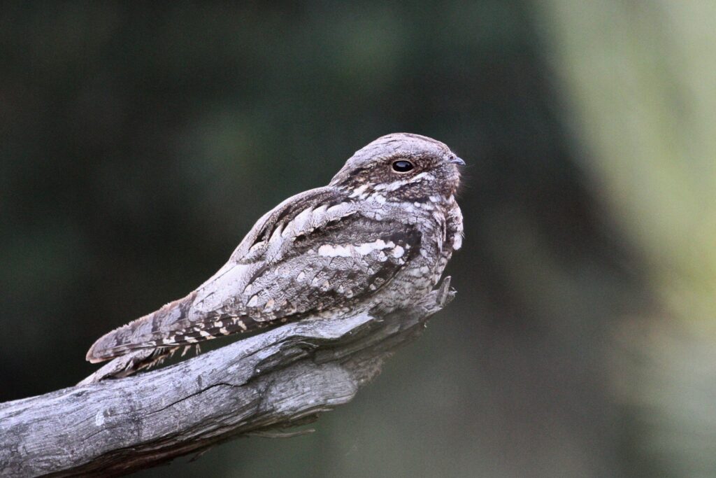 Nightjar Photo from Andrej Chudý (CC)