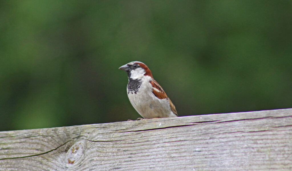 Male house sparrow sitting on fence in garden
