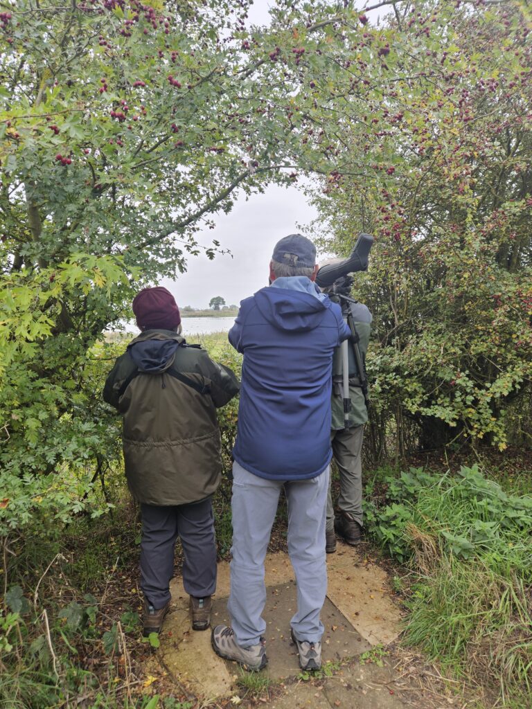 Birdwatchers with a scope looking through a gap in the hedge at a pond with waders on it
