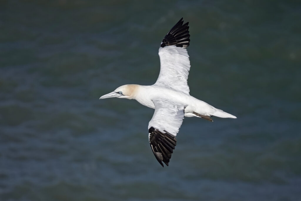 A Gannet flying to the left, black wingtips against a sea background.