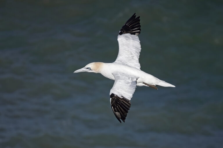 A Gannet flying to the left, black wingtips against a sea background.