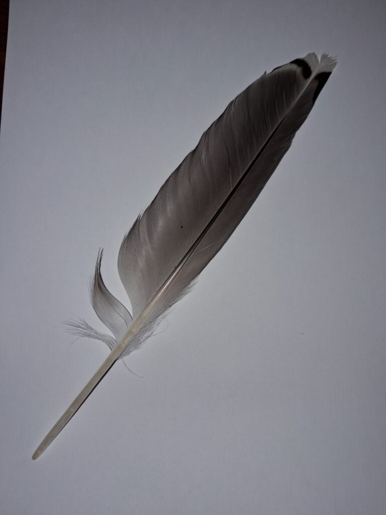 Herring gull feather found in the strandline