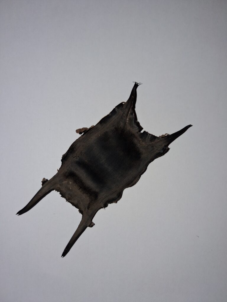 A picture of a Thornback Ray egg case washed up in the strandline. 