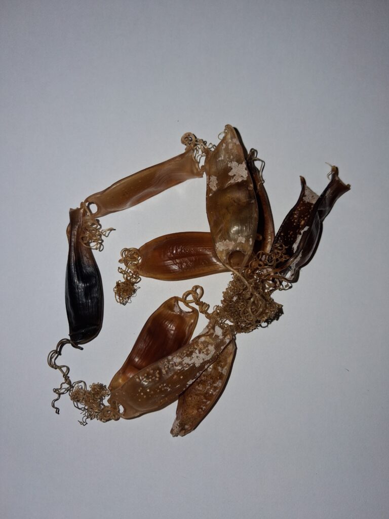 A showcase of Catshark egg cases, or Mermaid's Purses, with tendrils