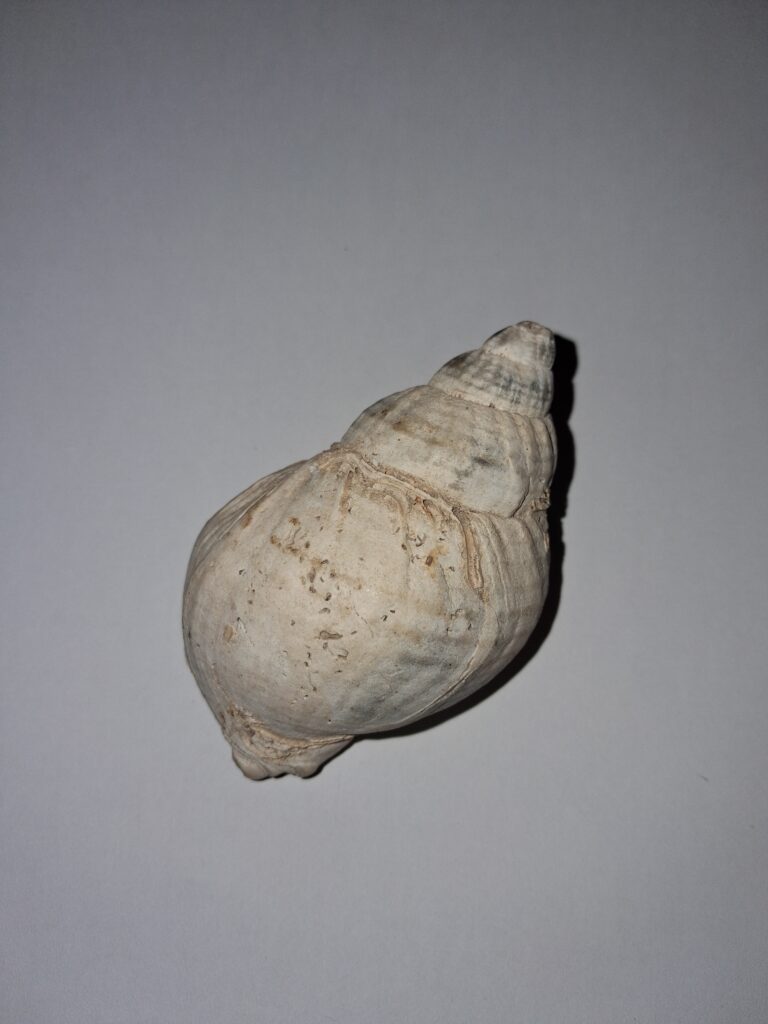Common Whelk Shell