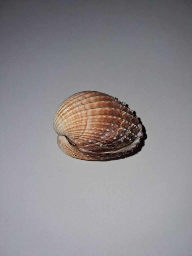 Spiny Cockle in the strandline