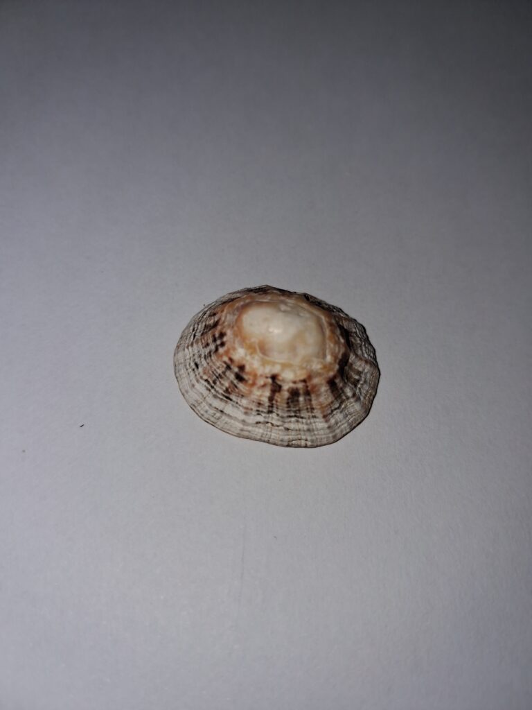 Limpet Shell found in the strandline