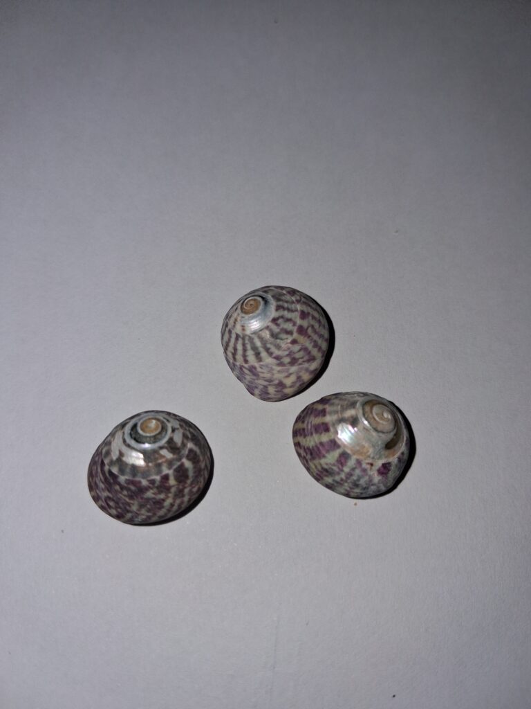 Three topshells found in the strandline