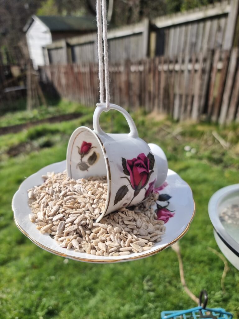 Teacup and Saucer bird feeder filled with Sunflower seeds