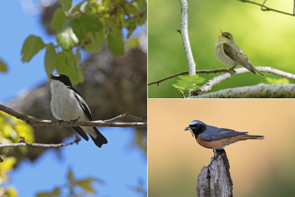 A photograph of a pied flycatcher, a wood warbler, and a redstart